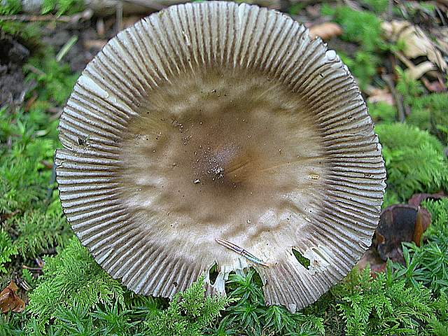 Amanita  battarrae  (Boud.)  Bon